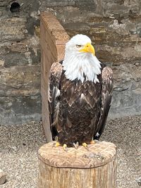 Seeadler