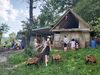 Lernort Bauernhof - Das Hoar Schoof mit Jennifer Elfner