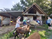 Lernort Bauernhof - Das Hoar Schoof mit Jennifer Elfner